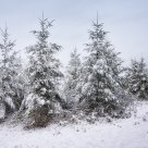 Christmas Trees