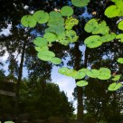 lotus in GUJI Park，Shanghai