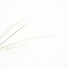 Winter beach grass