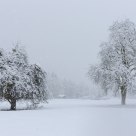 Trees and snow