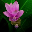 Ginger Flower