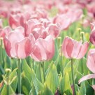 Tulip Hana