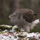 Northern Goshawk