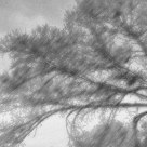 Hill Country Trees