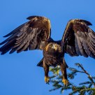 Raptor