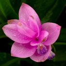 Ginger Flower