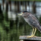 Black-Crowned Night Heron