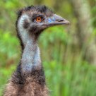 Portrait of an Emu