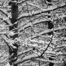 Cold