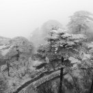 Pine in Snow 