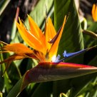 Bird of Paradise - Madeira's national flower