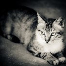 Cats and the city