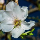 Flor de Almendro ... en enero