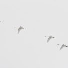 A Flock Together