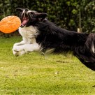 Dive catch