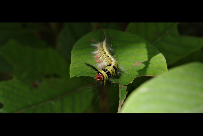 caterpillars