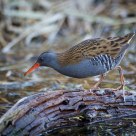 Rallus aquaticus