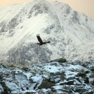 Eagle taking off