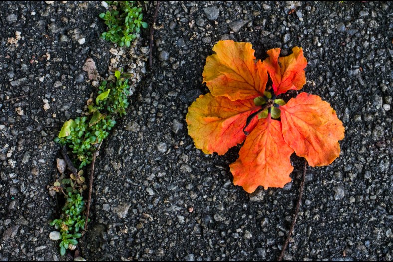 Flower on the way 
