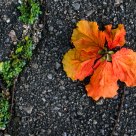Flower on the way 