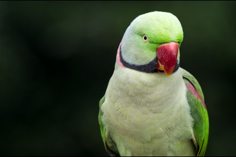 Alexandrine Parakeet