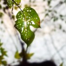 leaf