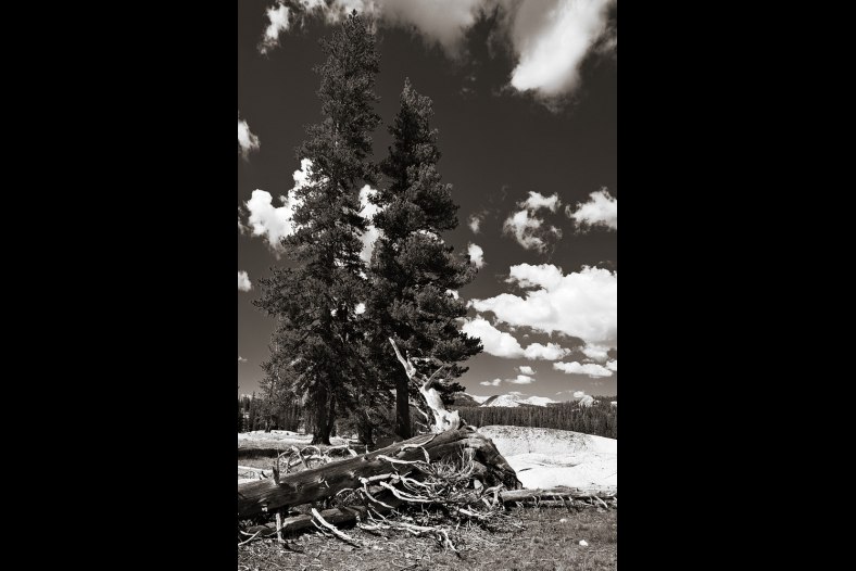 Trees in Tuolumne Meadows