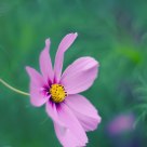 Cosmos