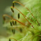 Delicate Moss