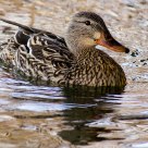 Female Mallard Duck