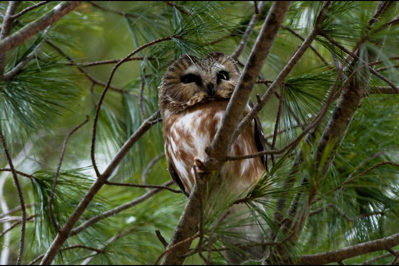 Northern Saw Whet Owl