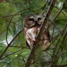 Northern Saw Whet Owl