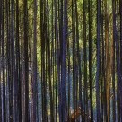 The Enchanted Forest