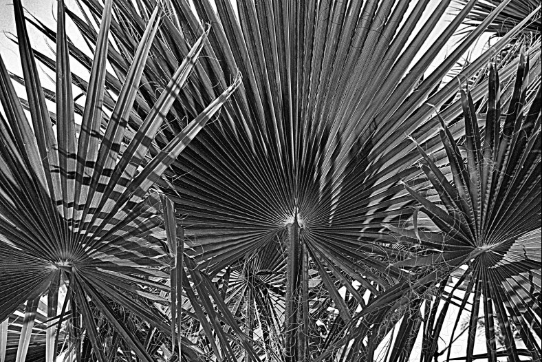 Palmniverse