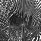 Palmniverse