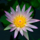 blooming lotus