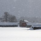 White Hokkaido