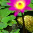 Tortois rest below the Lotus