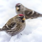 The Common Redpoll(Cardvelis flammea)