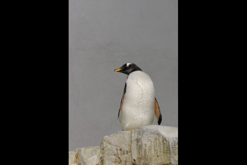 Auk