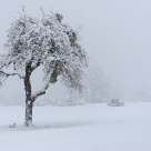 Tree and tamper