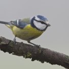 cinciarella