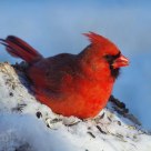 Snow Bird