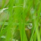 Dew