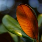 Leaf