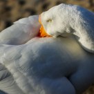 Goose