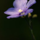 Linum perenne