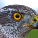 Accipiter gentilis