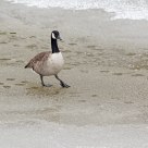 Gracefulness