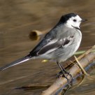 Ballerina Bianca (white wagtail)
